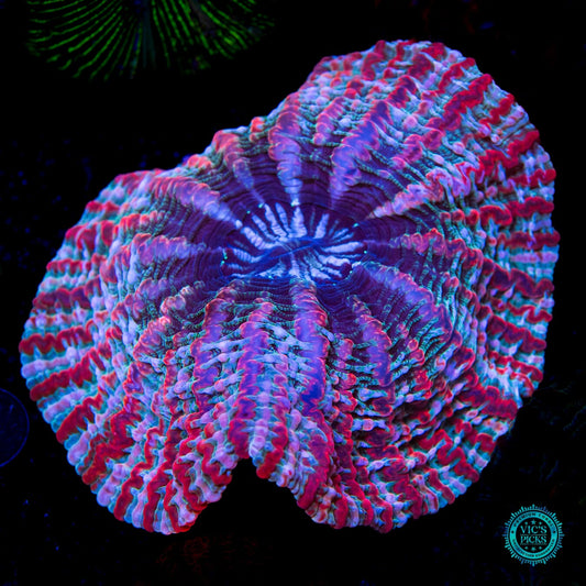 Psychedelic Shock Tart Indophyllia