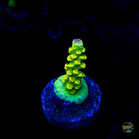 WWC Cash Me Outside Tenuis Acropora