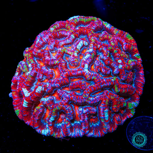 Love Tiger Symphyllia Wilsoni